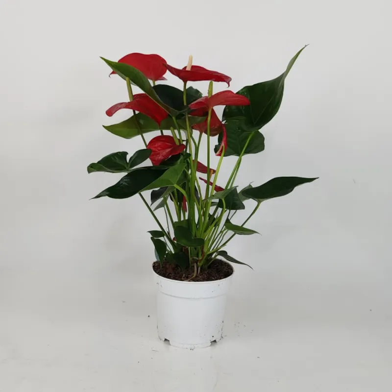 Anthurium 70 cm