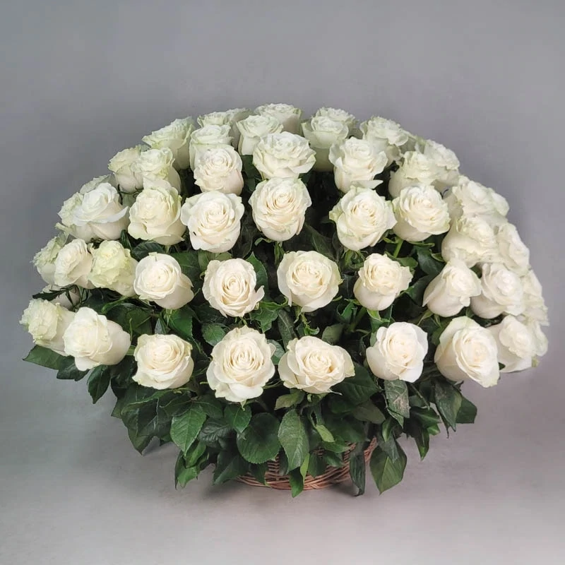100 white roses in a basket