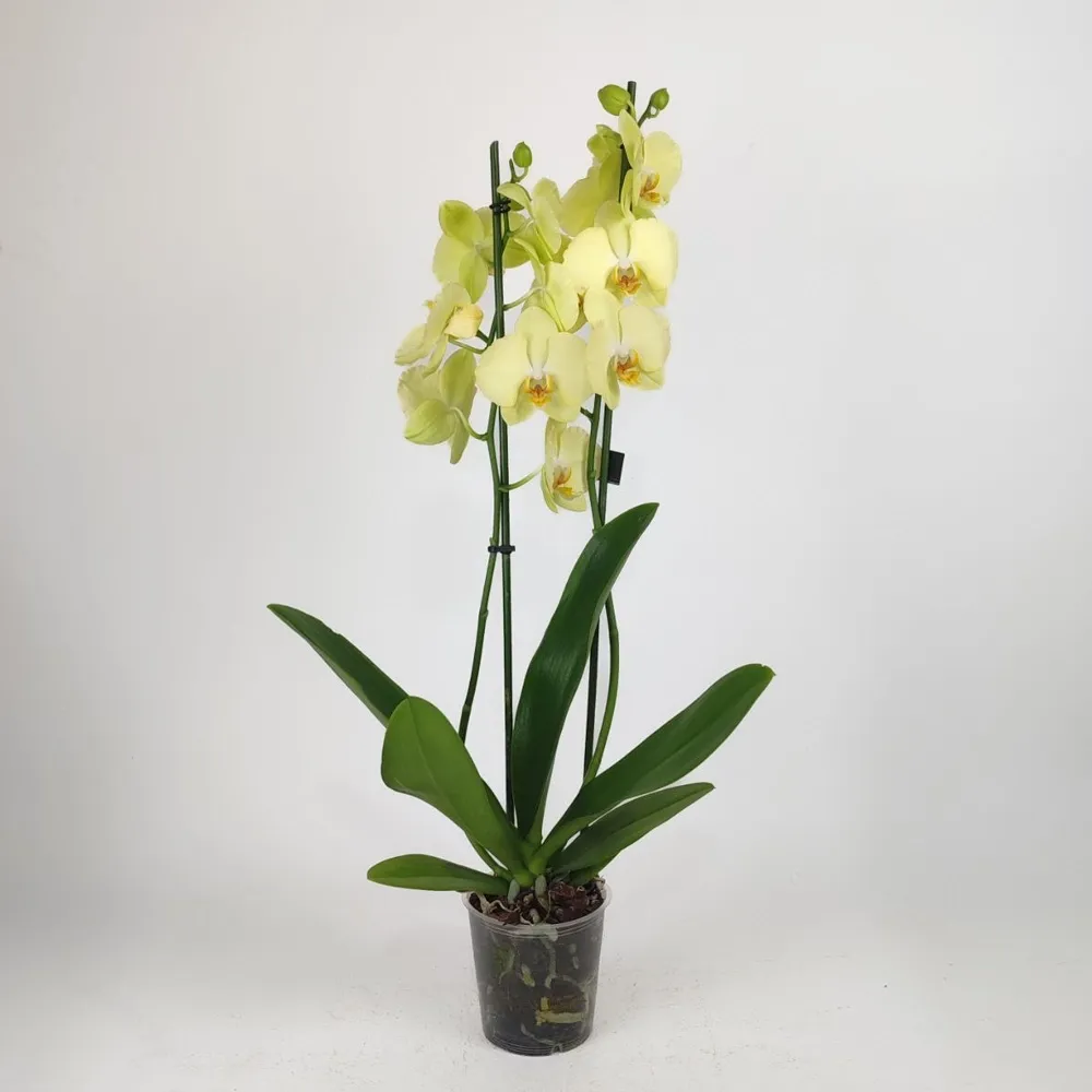 Yellow orchid