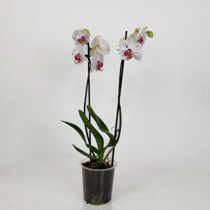 White Speckled Orchid