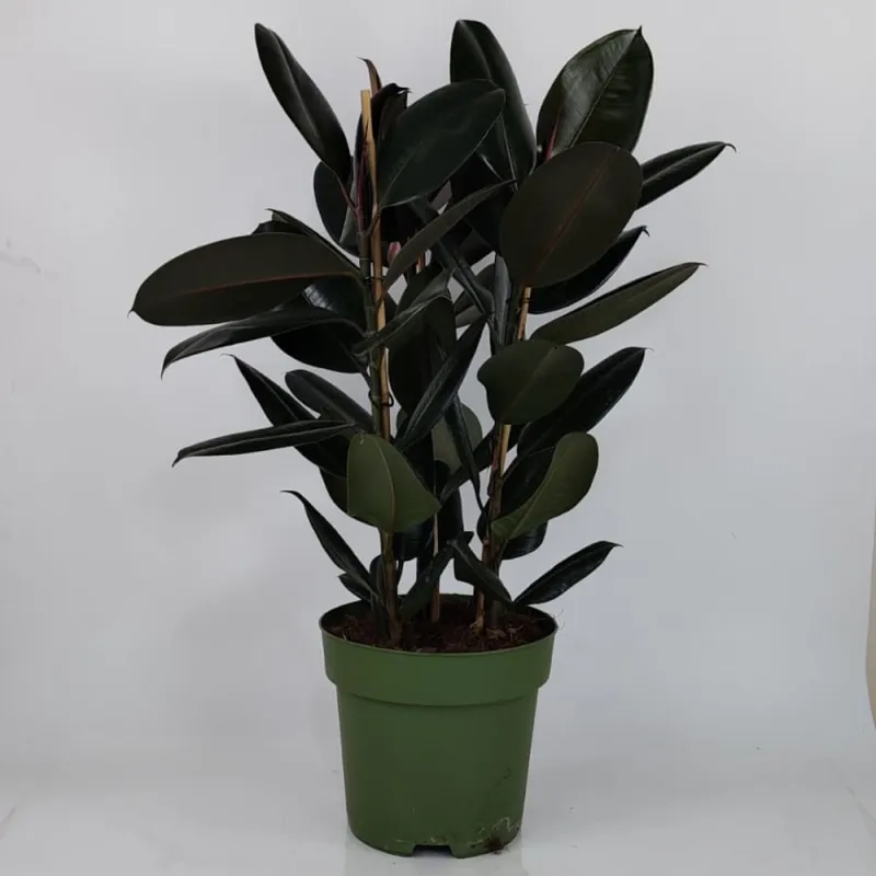 Ficus 90 cm