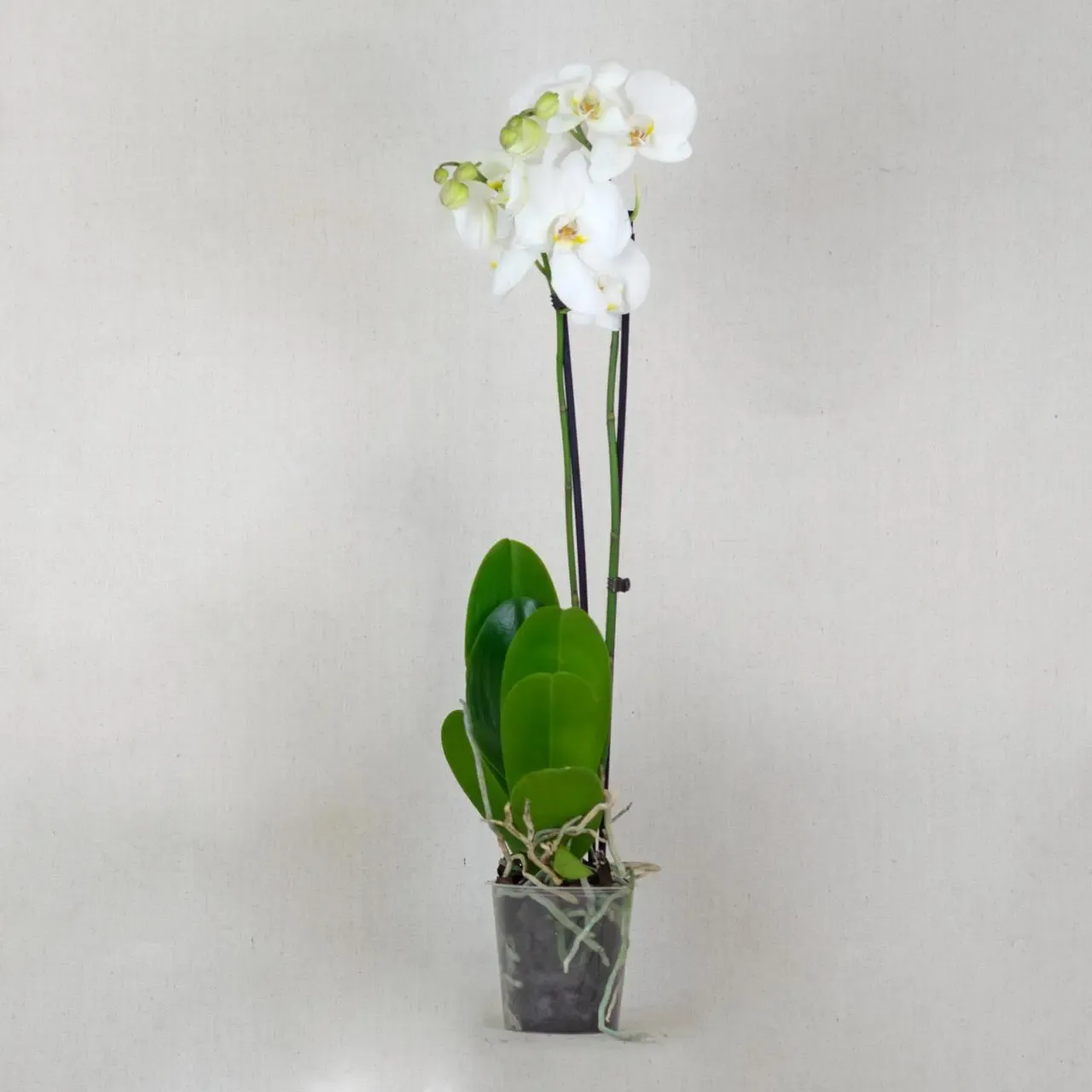 White orchid (two stems)