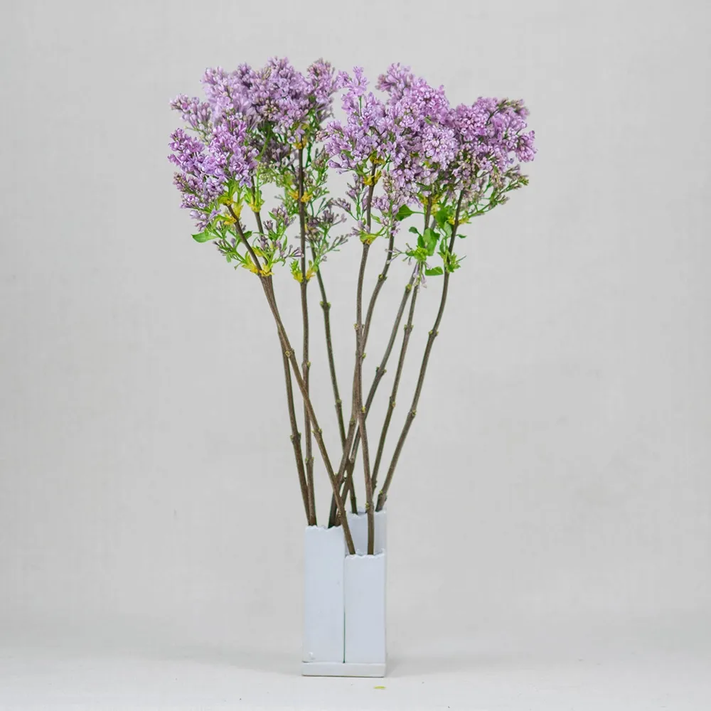 Dutch lilac (from 3 to 10)