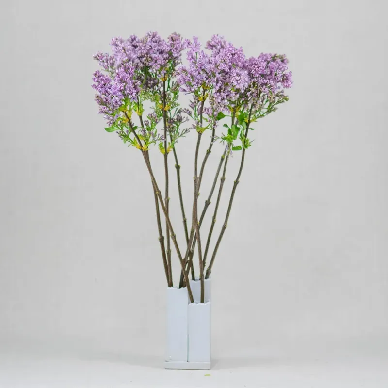 Dutch lilac (from 3 to 10)
