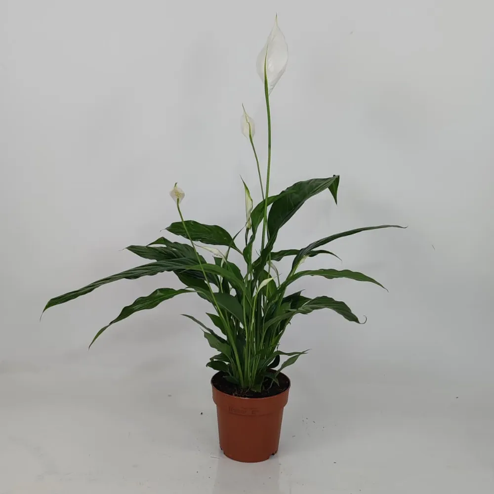 Spathiphyllum 50 cm