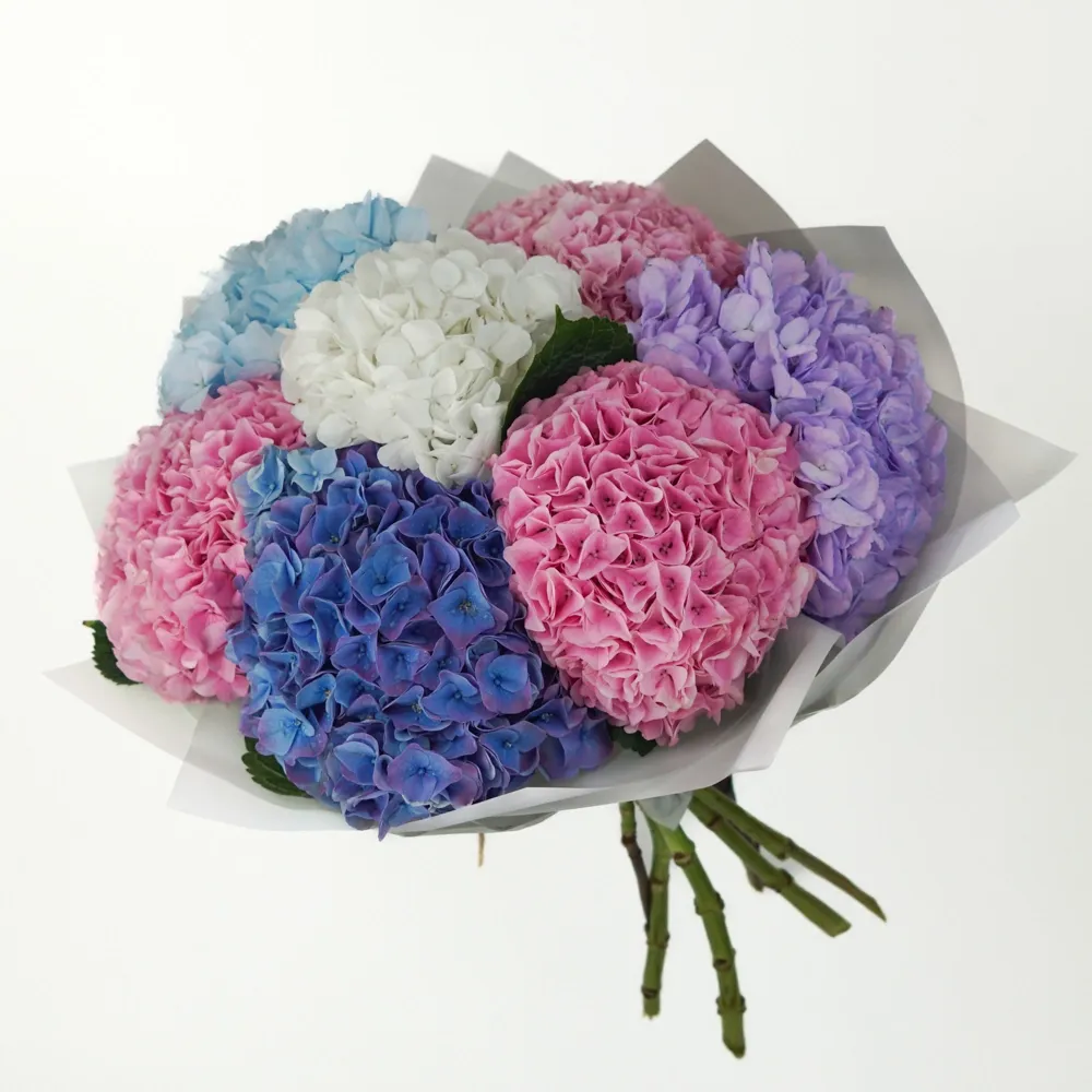 Rainbow of Hydrangeas