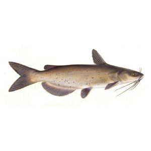 Channel Catfish (6-8&quot;)