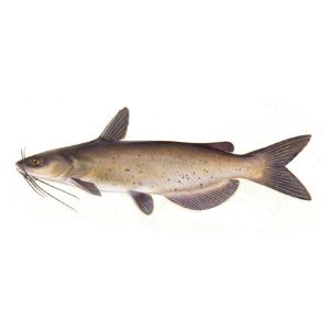 Channel Catfish (9-12&quot;)