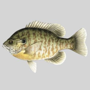 Hybrid Bluegill (3-5&quot;)