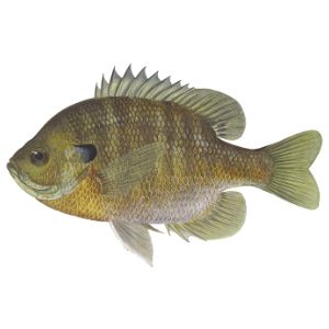 Straight Bluegill (3-5&quot;)