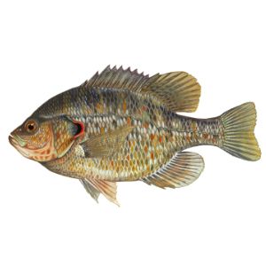Redear Sunﬁsh (2-3&quot;)