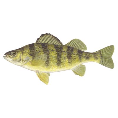 Yellow Perch (3-5&quot;)