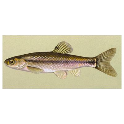 Fathead Minnows (2 lb min)