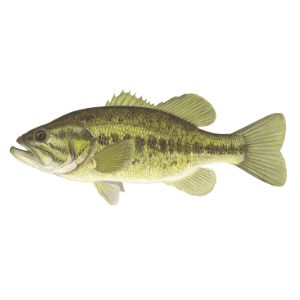 Largemouth Bass (3-4&quot;)