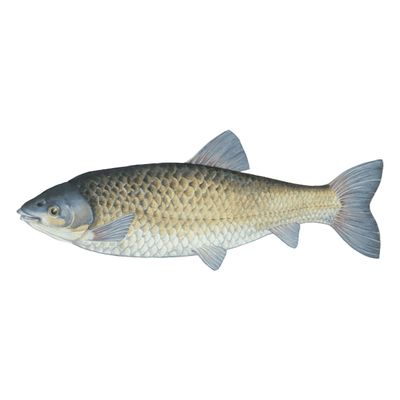 Grass Carp (8-10&quot;)