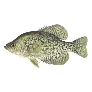 Black Crappie (2-3&quot;)