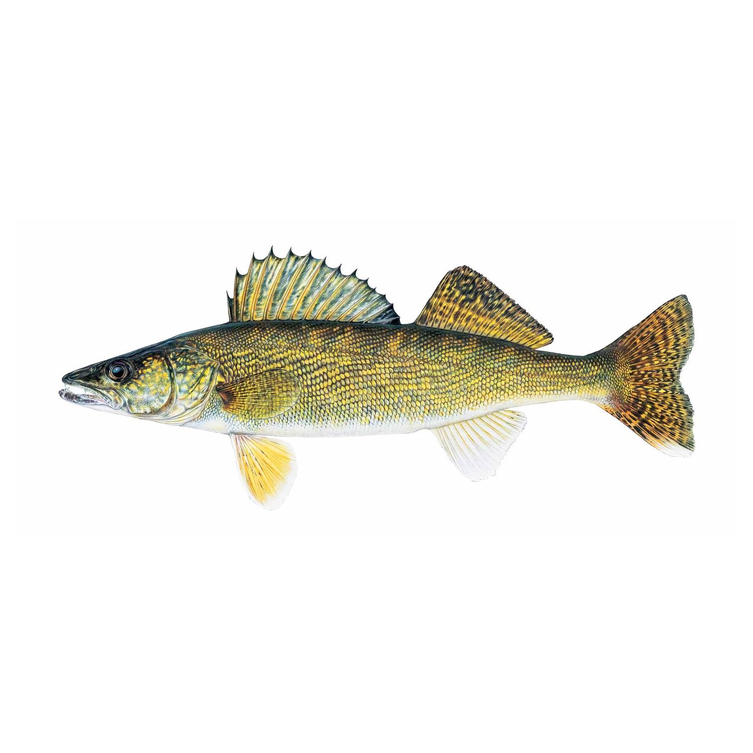 Walleye (5-8&quot;) Fall Only