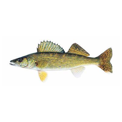 Walleye (5-8&quot;) Fall Only
