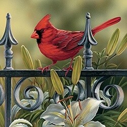 CARDINAL ON FENCE SQUARE COASTER