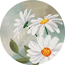 CAR COASTER WHITE DAISY
