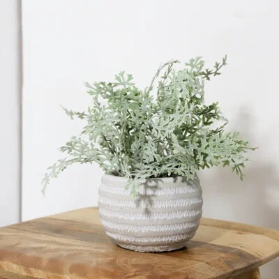 CORIANDER IN CONCRETE POT