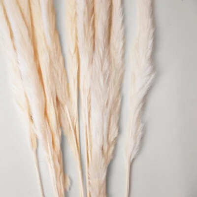 14PC WHITE PAMPAS BUNDLE