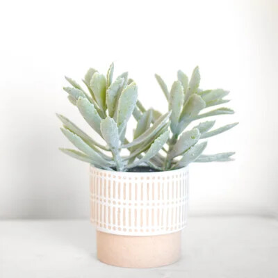 POTTED LEAF SUCCULENT