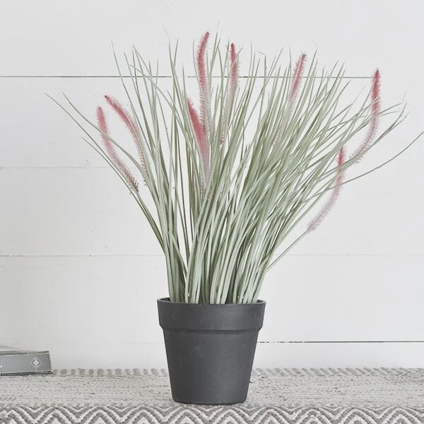 RED GRASS IN POT