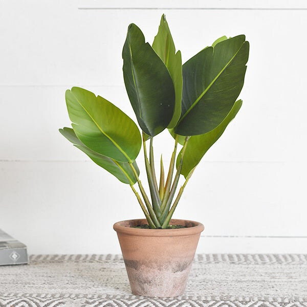 15.75&quot; PARADISE LEAF PLANT