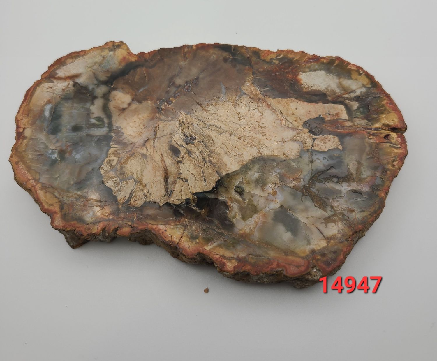 287 GRAM PETRIFIED WOOD SLAB