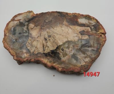 287 GRAM PETRIFIED WOOD SLAB