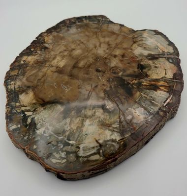 623 GRAM PETRIFIED WOOD SLAB