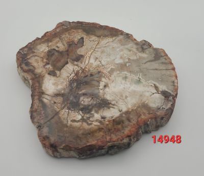146 GRAM PETRIFIED WOOD SLAB