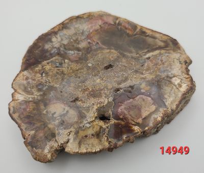 179 GRAM PETRIFIED WOOD SLAB