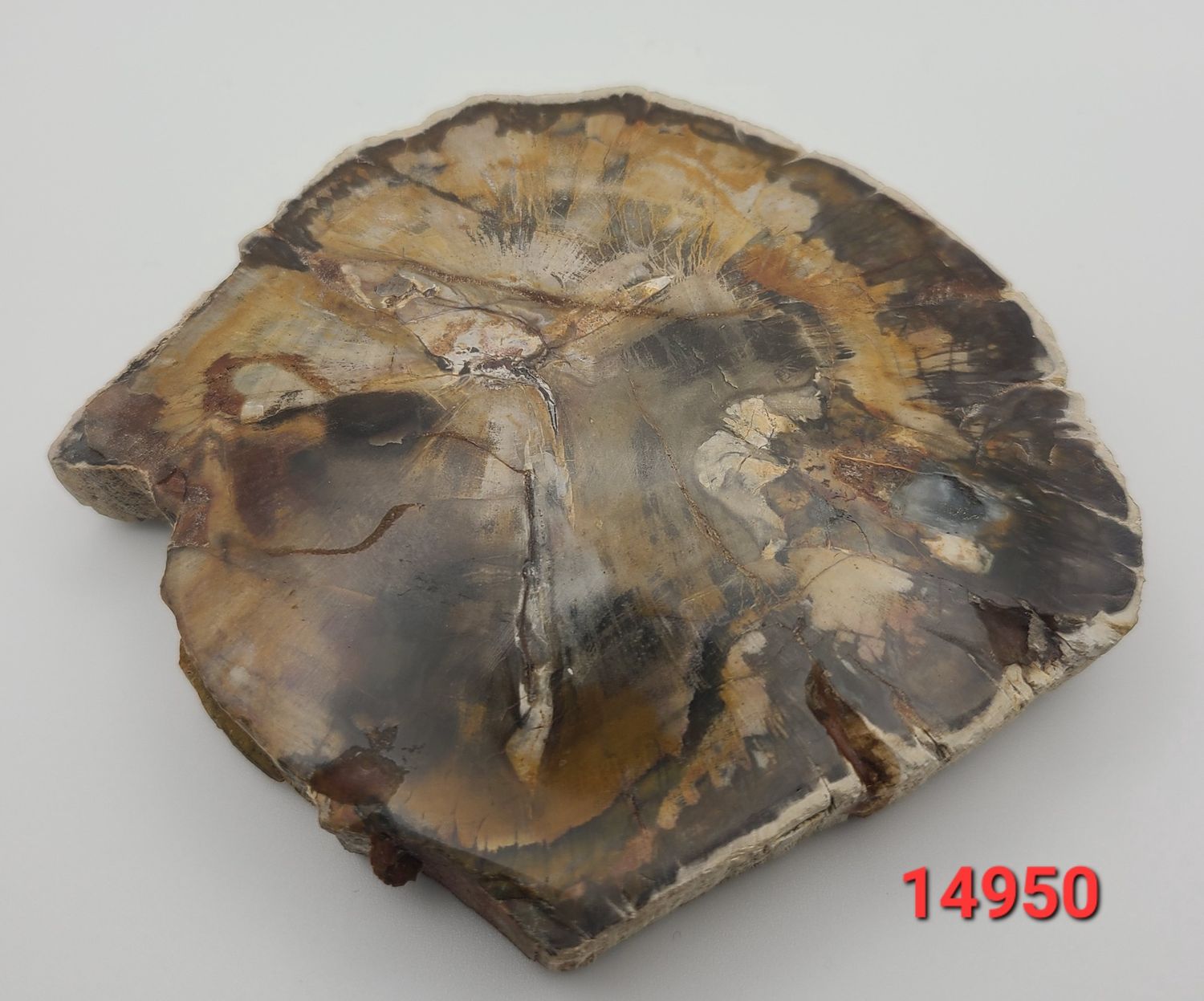 215 GRAM PETRIFIED WOOD