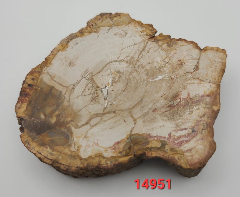 128 GRAM PETRIFIED WOOD SLAB