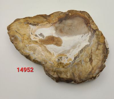 182 GRAM PETRIFIED WOOD SLAB