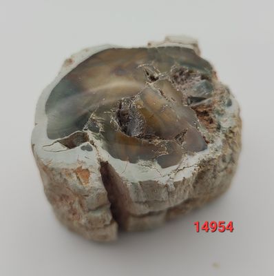 35 GRAM PETRIFIED WOOD SLAB