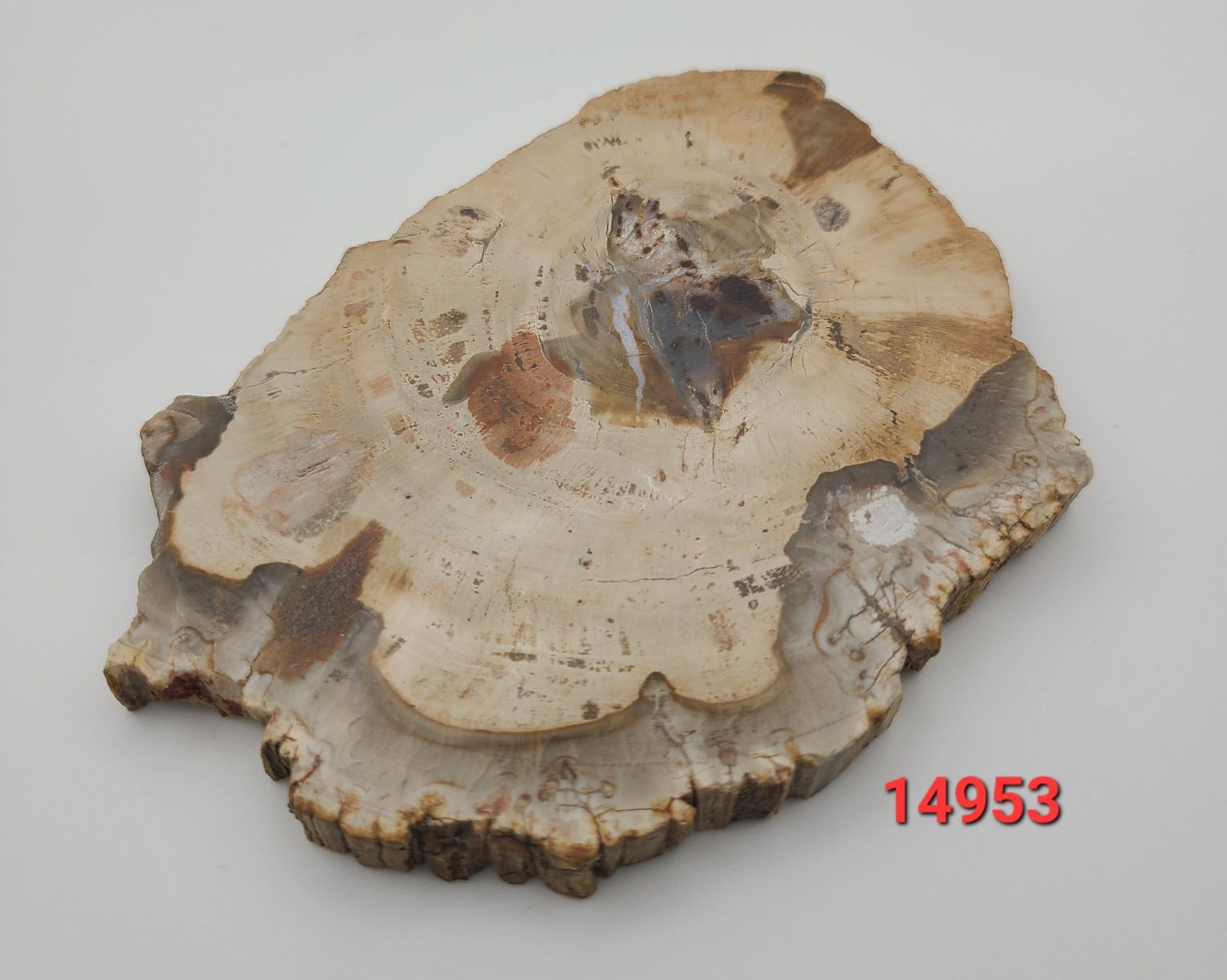 127 GRAM PETRIFIED WOOD SLAB