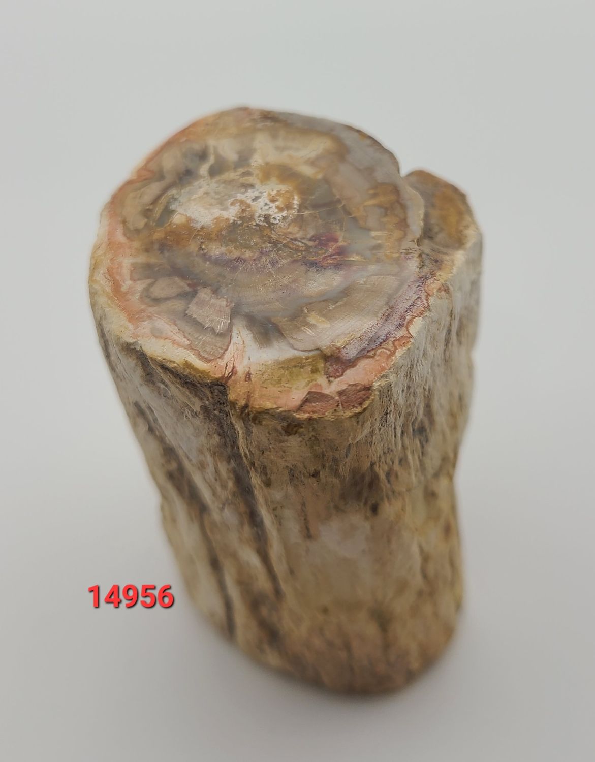 171 GRAM PETRIFIED WOOD SLAB
