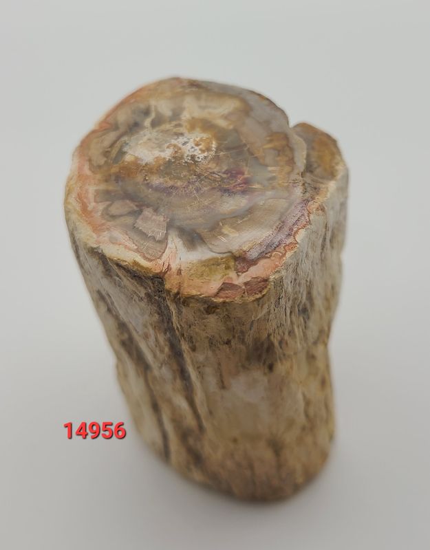 171 GRAM PETRIFIED WOOD SLAB