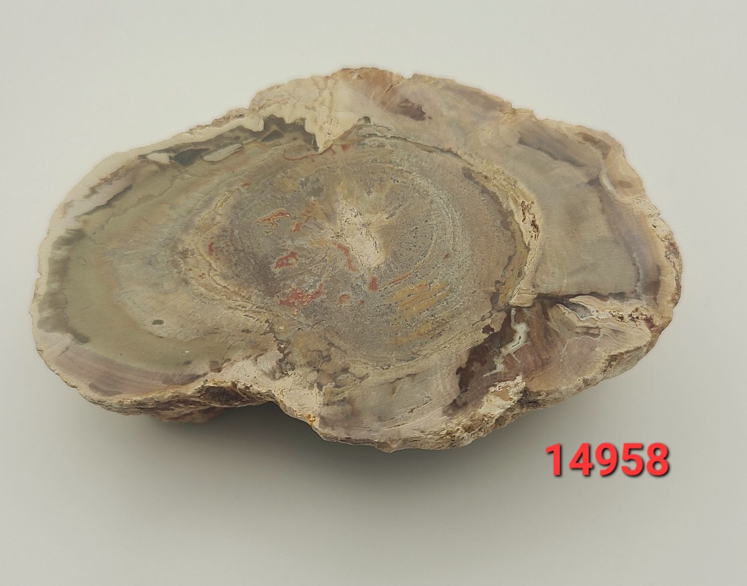 173 GRAM PETRIFIED WOOD SLAB