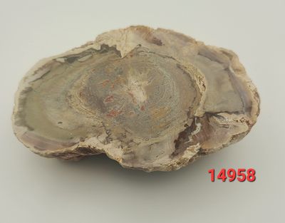 173 GRAM PETRIFIED WOOD SLAB