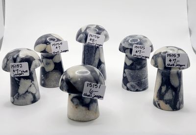 SHELL JASPER MUSHROOM