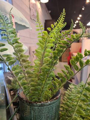 SEED SHAPE FERN PICK