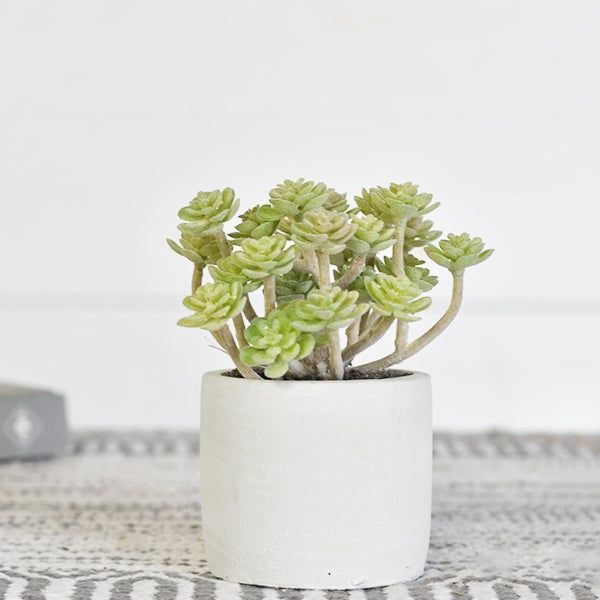 DUSTY SUCCULENT IN POT, TYPE: HEN/CHICK