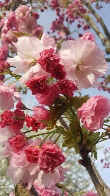 gefüllt blühende Kirschen / filled blooming cherries