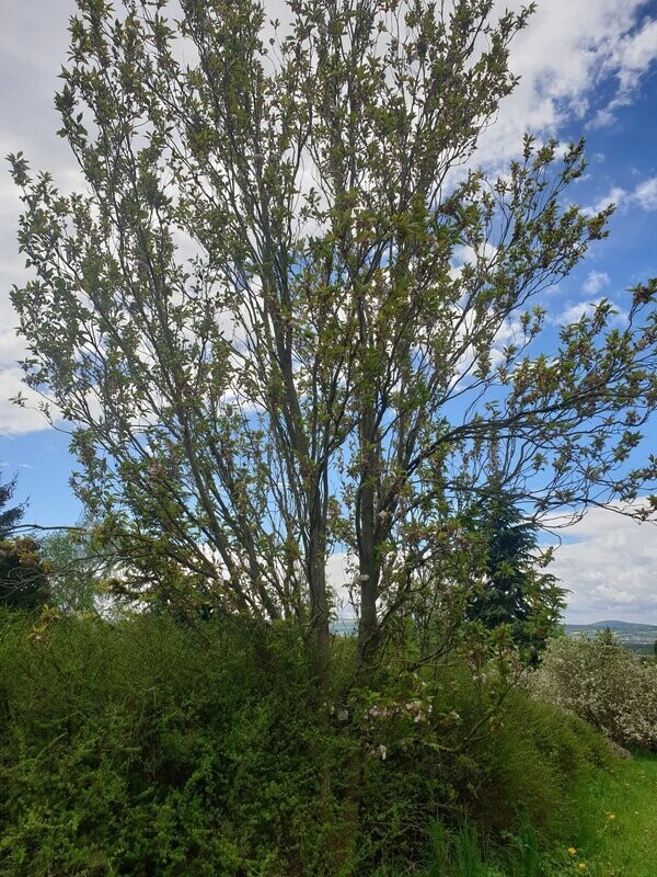 Prunus serrulata 'Ama-no-gawa' Syn. 'Amanogawa' Prunus serrulata 'Ama-no-gawa' Syn. 'Amanogawa'