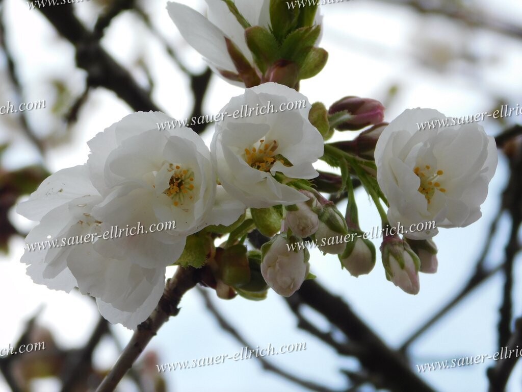 Prunus x 'Shirotae'