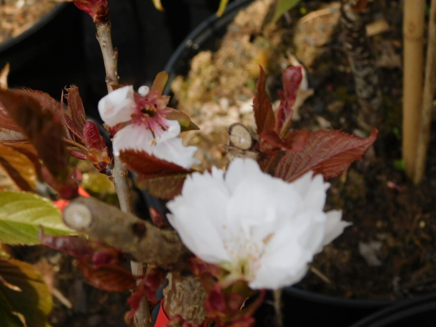 Prunus x 'Matsumae-usiogoako'